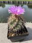 Preview: Thelocactus bicolor v. pottsii